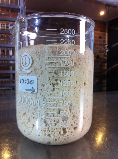 Organic Sourdough Starter
